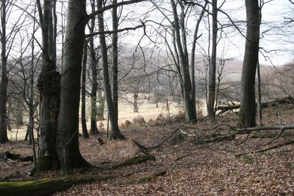 Slanské vrchy, Milíč, 28.3.2014
Marocká hoľa. Les na západním svahu Suché hory.



Mots-clés: Slanské vrchy Milíč Marocká hoľa Suchá hora Marocké louky