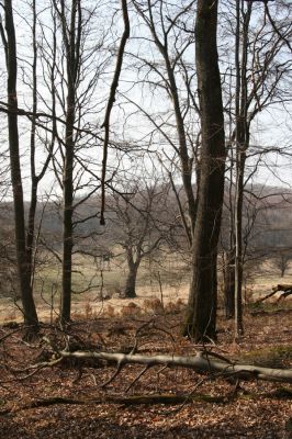 Slanské vrchy, Milíč, 28.3.2014
Marocká hoľa. Les na západním svahu Suché hory.



Klíčová slova: Slanské vrchy Milíč Marocká hoľa Marocké louky Suchá hora