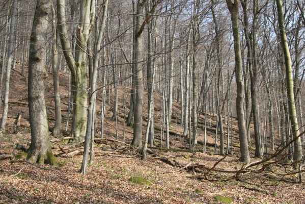 Slanské vrchy, Milíč, 28.3.2014
Marocká hoľa. Les na západním svahu Suché hory.


Klíčová slova: Slanské vrchy Milíč Marocká hoľa Suchá hora