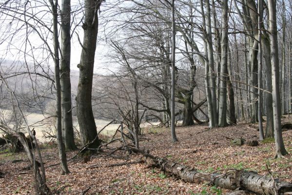 Slanské vrchy, Milíč, 28.3.2014
Marocká hoľa. Les na západním svahu Suché hory.



Klíčová slova: Slanské vrchy Milíč Marocká hoľa Suchá hora Calambus bipustulatus
