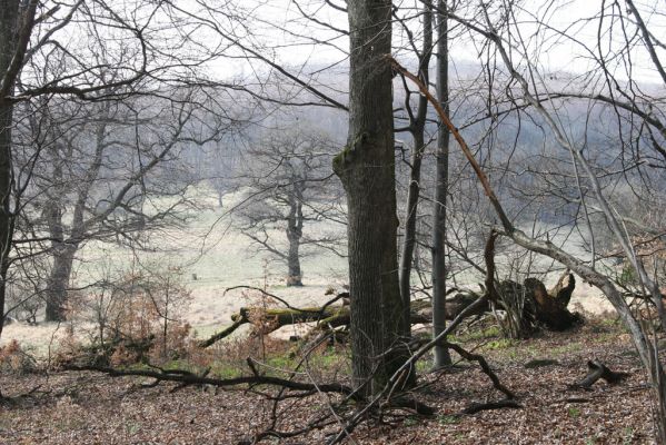 Slanské vrchy, Milíč, 28.3.2014
Marocká hoľa. Les na západním svahu Suché hory.



Klíčová slova: Slanské vrchy Milíč Marocká hoľa Suchá hora Marocké louky