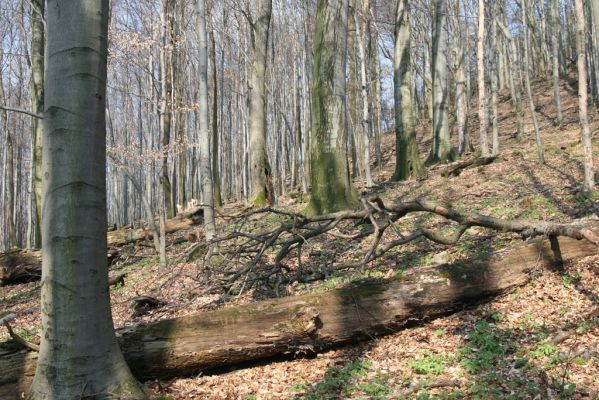 Slanské vrchy, Milíč, 28.3.2014
Marocká hoľa. Les na západním svahu Suché hory.



Klíčová slova: Slanské vrchy Milíč Marocká hoľa Suchá hora Ampedus hjorti