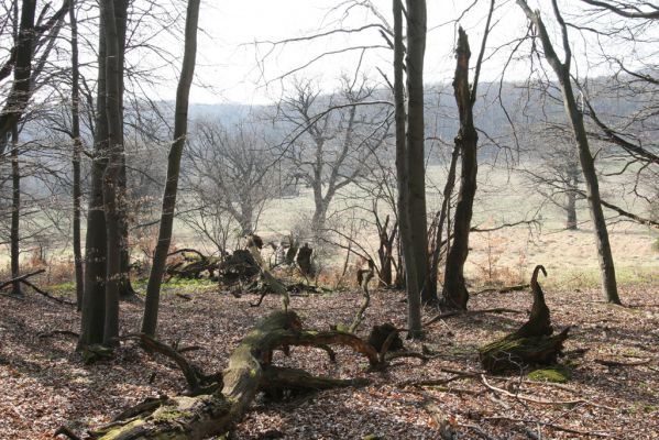Slanské vrchy, Milíč, 28.3.2014
Marocká hoľa. Les na západním svahu Suché hory.



Klíčová slova: Slanské vrchy Milíč Marocká hoľa Suchá hora Marocké louky