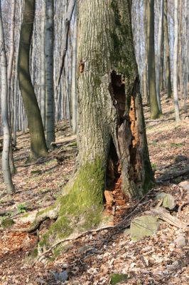 Slanské vrchy, Milíč, 28.3.2014
Marocká hoľa. Les na západním svahu Suché hory. Biotop kovaříka Ampedus hjorti.



Klíčová slova: Slanské vrchy Milíč Marocká hoľa Suchá hora Ampedus hjorti