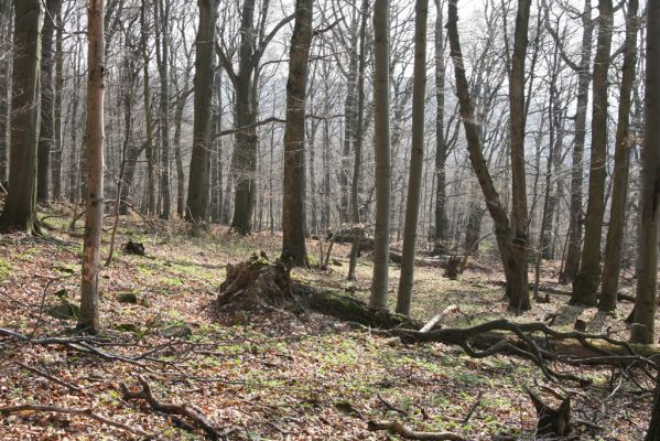 Slanské vrchy, Milíč, 28.3.2014
Marocká hoľa. Les na západním svahu Suché hory.


Klíčová slova: Slanské vrchy Milíč Marocká hoľa Suchá hora