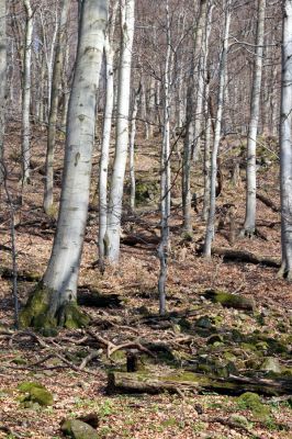 Slanské vrchy, Milíč, 28.3.2014
Marocká hoľa. Les na západním svahu Suché hory.



Klíčová slova: Slanské vrchy Milíč Marocká hoľa Suchá hora