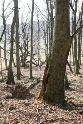 Slanské vrchy, Milíč, 28.3.2014
Marocká hoľa. Les na západním svahu Suché hory. Biotop kovaříka Ampedus hjorti.


Klíčová slova: Slanské vrchy Milíč Marocká hoľa Suchá hora Ampedus hjorti