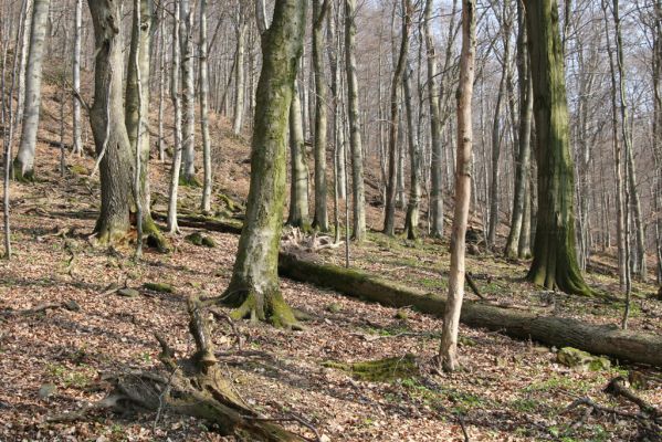 Slanské vrchy, Milíč, 28.3.2014
Marocká hoľa. Les na západním svahu Suché hory.



Schlüsselwörter: Slanské vrchy Milíč Marocká hoľa Suchá hora Ampedus hjorti