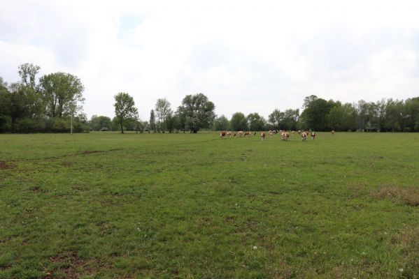 Skřivany, 17.5.2019
Pastvina.
Schlüsselwörter: Skřivany pastvina