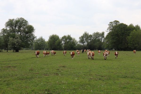 Skřivany, 17.5.2019
Pastvina.
Klíčová slova: Skřivany pastvina