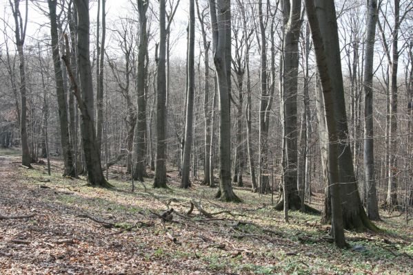 Slanské vrchy, Milíč, 28.3.2014
Marocká hoľa. Les na severním svahu Suché hory.


Klíčová slova: Slanské vrchy Milíč Marocká hoľa Suchá hora