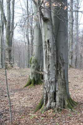 Slanské vrchy, Milíč, 28.3.2014
Marocká hoľa. Les na severním svahu Suché hory.



Keywords: Slanské vrchy Milíč Marocká hoľa Suchá hora