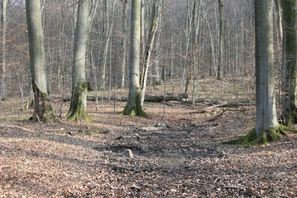 Slanské vrchy, Milíč, 28.3.2014
Marocká hoľa. Les na severním svahu Suché hory.



Klíčová slova: Slanské vrchy Milíč Marocká hoľa Suchá hora