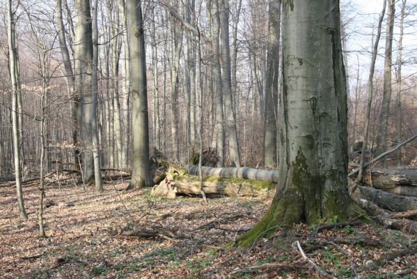 Slanské vrchy, Milíč, 28.3.2014
Marocká hoľa. Les na severním svahu Suché hory.



Klíčová slova: Slanské vrchy Milíč Marocká hoľa Suchá hora