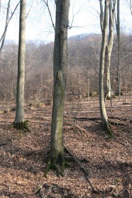 Slanské vrchy, Milíč, 28.3.2014
Marocká hoľa. Les na severním svahu Suché hory.



Klíčová slova: Slanské vrchy Milíč Marocká hoľa Suchá hora