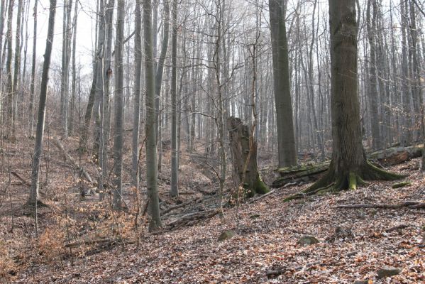 Slanské vrchy, Milíč, 28.3.2014
Marocká hoľa. Les na severním svahu Suché hory.



Klíčová slova: Slanské vrchy Milíč Marocká hoľa Suchá hora