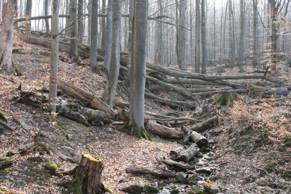 Slanské vrchy, Milíč, 28.3.2014
Marocká hoľa. Les na severním svahu Suché hory.



Klíčová slova: Slanské vrchy Milíč Marocká hoľa Suchá hora