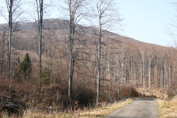 Slanské vrchy, Milíč, 28.3.2014
Lesní asfaltka pod Dobrákem.



Schlüsselwörter: Slanská Huta Slanské vrchy Milíč vrch Dobrák