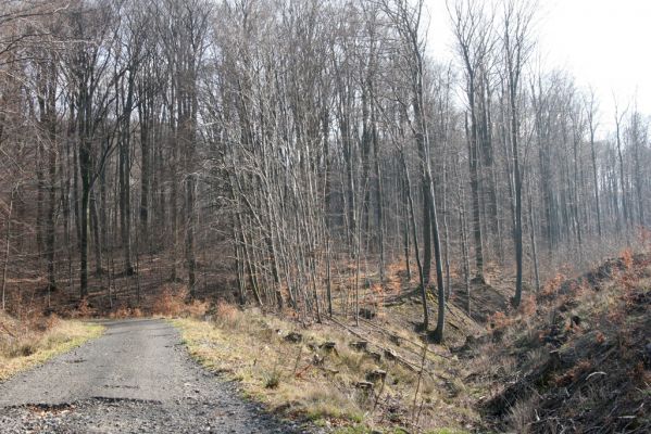 Slanské vrchy, Milíč, 28.3.2014
Severní svah Suché hory - pod Marockou hoľou. 



Klíčová slova: Slanské vrchy Milíč Marocká hoľa Suchá hora