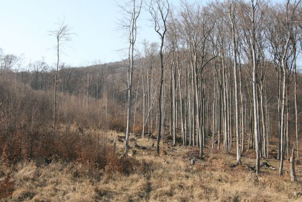 Slanské vrchy, Milíč, 28.3.2014
Holoseče na na jihovýchodním svaku vrchu Dobrák. 
Klíčová slova: Slanská Huta Slanské vrchy Milíč vrch Dobrák