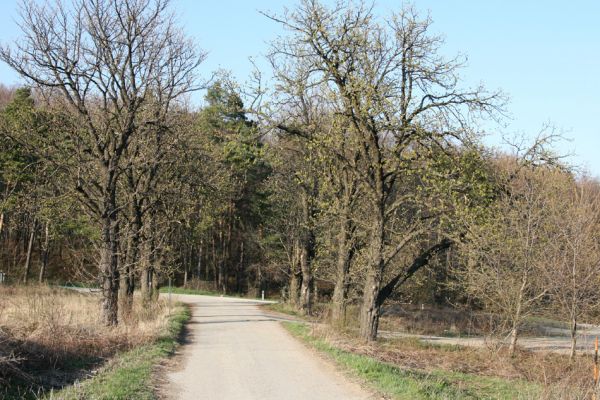 Slanec, 28.3.2014
Jírovcová alej v sedle u silnice Slanec - Rákoš.



Klíčová slova: Slanské vrchy Slanec sedlo Brachygonus megerlei