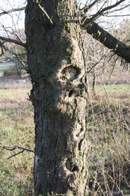 Slanec, 28.3.2014
Jírovec v sedle u silnice Slanec - Rákoš. 
Klíčová slova: Slanské vrchy Slanec sedlo Brachygonus megerlei