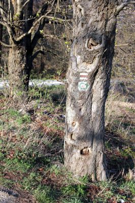 Slanec, 28.3.2014
Jírovce v sedle u silnice Slanec - Rákoš.

Klíčová slova: Slanec sedlo Brachygonus megerlei