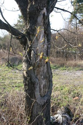 Slanec, 28.3.2014
Jírovec v sedle u silnice Slanec - Rákoš.



Klíčová slova: Slanec sedlo Brachygonus megerlei