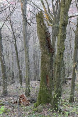 Slanec, 28.3.2014
Slanský hradný vrch.



Klíčová slova: Slanské vrchy Slanec Slanský hradný vrch Ampedus nigerrimus praeustus