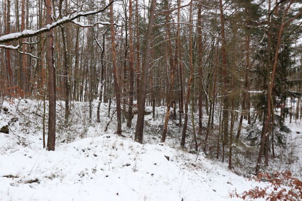 Slatiňany, 13.1.2021
Les pod Chlumem.
Mots-clés: Slatiňany Na Chlumu