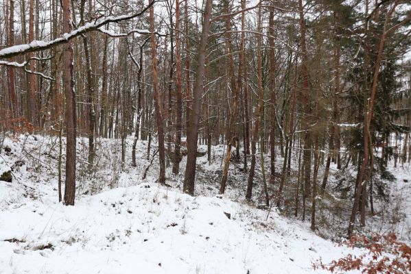 Slatiňany, 13.1.2021
Les pod Chlumem.
Schlüsselwörter: Slatiňany Na Chlumu