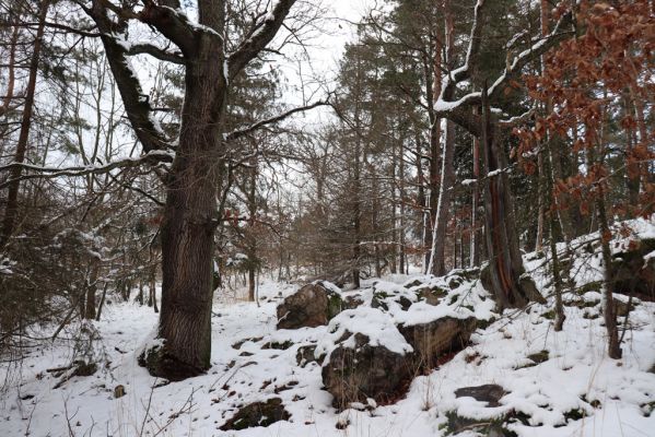 Slatiňany, 13.1.2021
Na Chlumu.
Klíčová slova: Slatiňany Na Chlumu