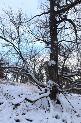 Slatiňany, 13.1.2021
Na Chlumu.
Keywords: Slatiňany Na Chlumu