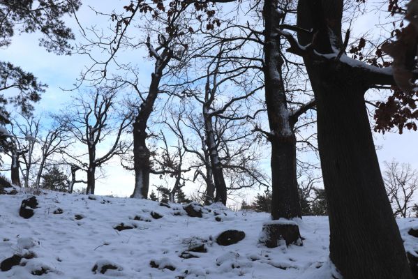 Slatiňany, 13.1.2021
Na Chlumu.
Schlüsselwörter: Slatiňany Na Chlumu