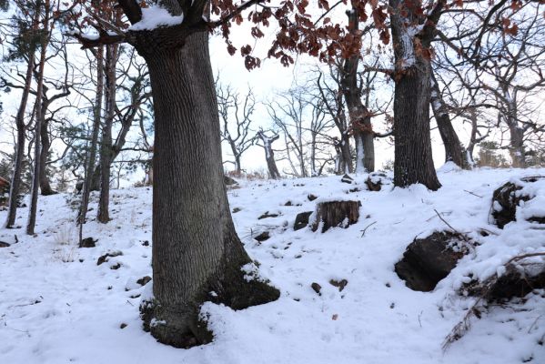 Slatiňany, 13.1.2021
Na Chlumu.
Schlüsselwörter: Slatiňany Na Chlumu