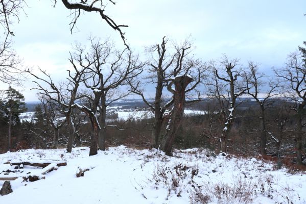 Slatiňany, 13.1.2021
Na Chlumu.
Schlüsselwörter: Slatiňany Na Chlumu