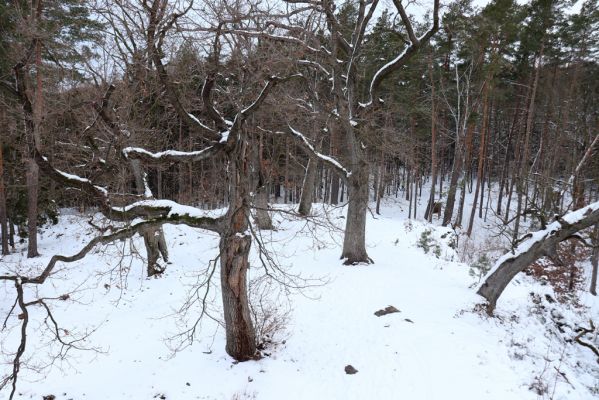 Slatiňany, 13.1.2021
Na Chlumu.
Mots-clés: Slatiňany Na Chlumu