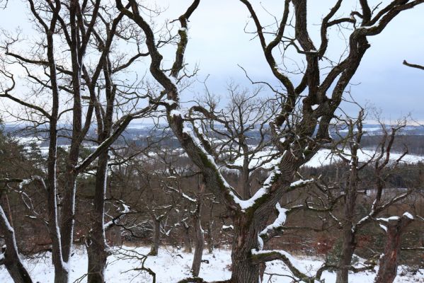 Slatiňany, 13.1.2021
Na Chlumu.
Schlüsselwörter: Slatiňany Na Chlumu