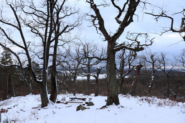 Slatiňany, 13.1.2021
Na Chlumu.
Klíčová slova: Slatiňany Na Chlumu