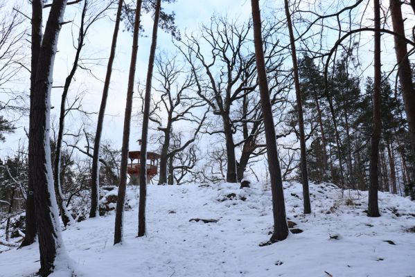 Slatiňany, 13.1.2021
Na Chlumu.
Klíčová slova: Slatiňany Na Chlumu