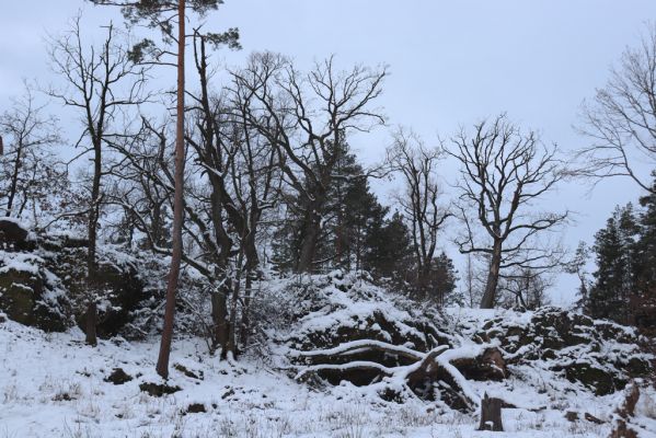 Slatiňany, 13.1.2021
Na Chlumu.
Klíčová slova: Slatiňany Na Chlumu