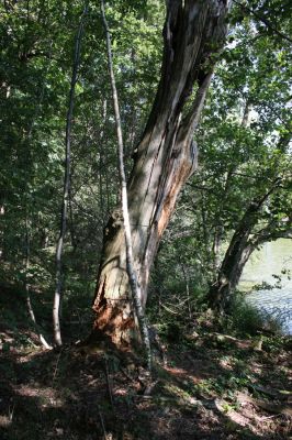 Slatiňany - Kochánovice, 14.8.2012
Kochánovické rybníky. Mrtvý strom u Hlubokého rybníka.


Klíčová slova: Slatiňany Kochánovice Kochánovické rybníky Hluboký rybník
