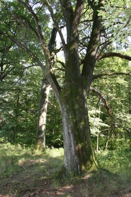 Slatiňany - Kochánovice, 14.8.2012
Kochánovické rybníky - hráz Perného rybníka.



Klíčová slova: Slatiňany Kochánovice Kochánovické rybníky Perný rybník