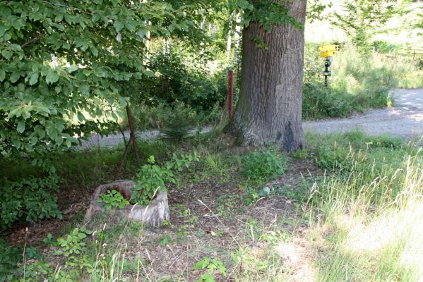 Slatiňany - Kochánovice, 14.8.2012
Kochánovické rybníky - Perný rybník. Pařez z dubu, v jehož dutině jsem nalezl v roce 2000 více ex. kovaříka Ampedus brunnicornis.


Klíčová slova: Slatiňany Kochánovice Kochánovické rybníky Perný rybník Ampedus brunnicornis
