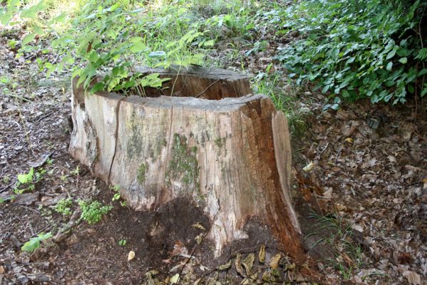 Slatiňany - Kochánovice, 14.8.2012
Kochánovické rybníky - Perný rybník. Pařez z dubu, v jehož dutině jsem nalezl v roce 2000 více ex. kovaříka Ampedus brunnicornis.



Klíčová slova: Slatiňany Kochánovice Kochánovické rybníky Perný rybník Ampedus brunnicornis
