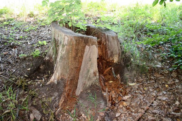 Slatiňany - Kochánovice, 14.8.2012
Kochánovické rybníky - Perný rybník. Pařez z dubu, v jehož dutině jsem nalezl v roce 2000 více ex. kovaříka Ampedus brunnicornis.


Klíčová slova: Slatiňany Kochánovice Kochánovické rybníky Perný rybník Ampedus brunnicornis