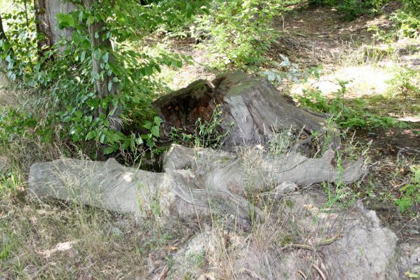Slatiňany - Kochánovice, 14.8.2012
Kochánovické rybníky - pařez u Viléma.



Klíčová slova: Slatiňany Kochánovice Kochánovické rybníky rybník Vilém