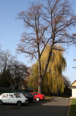 Slatiňany, 20.10.2009
Lípa na Smetanově nábřeží, osídlená krasci lipovými.
Klíčová slova: Slatiňany Lamprodila rutilans