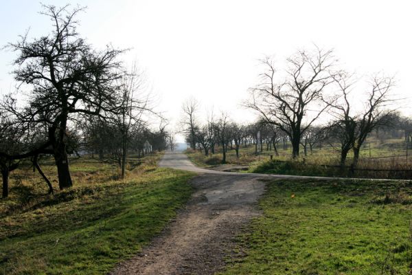 Slatiňany, 20.10.2009
Vrchlického sady - třešňovka. Pohled na silnici na Škrovád.
Klíčová slova: Slatiňany Anthaxia candens
