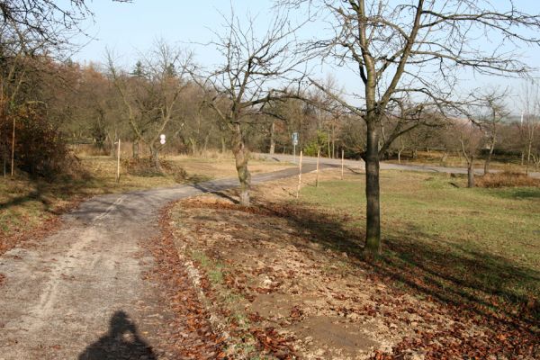 Slatiňany, 20.10.2009
Vrchlického sady. Revitalizace třešňovky.
Klíčová slova: Slatiňany Anthaxia candens